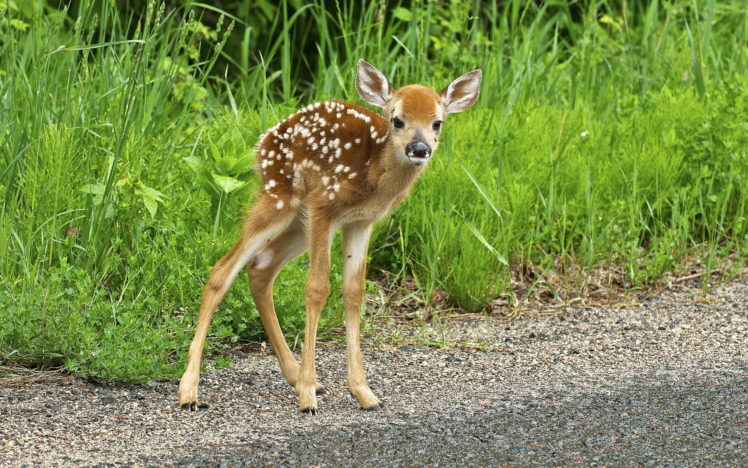 deer, Nature, Summer, Baby, Cute HD Wallpaper Desktop Background