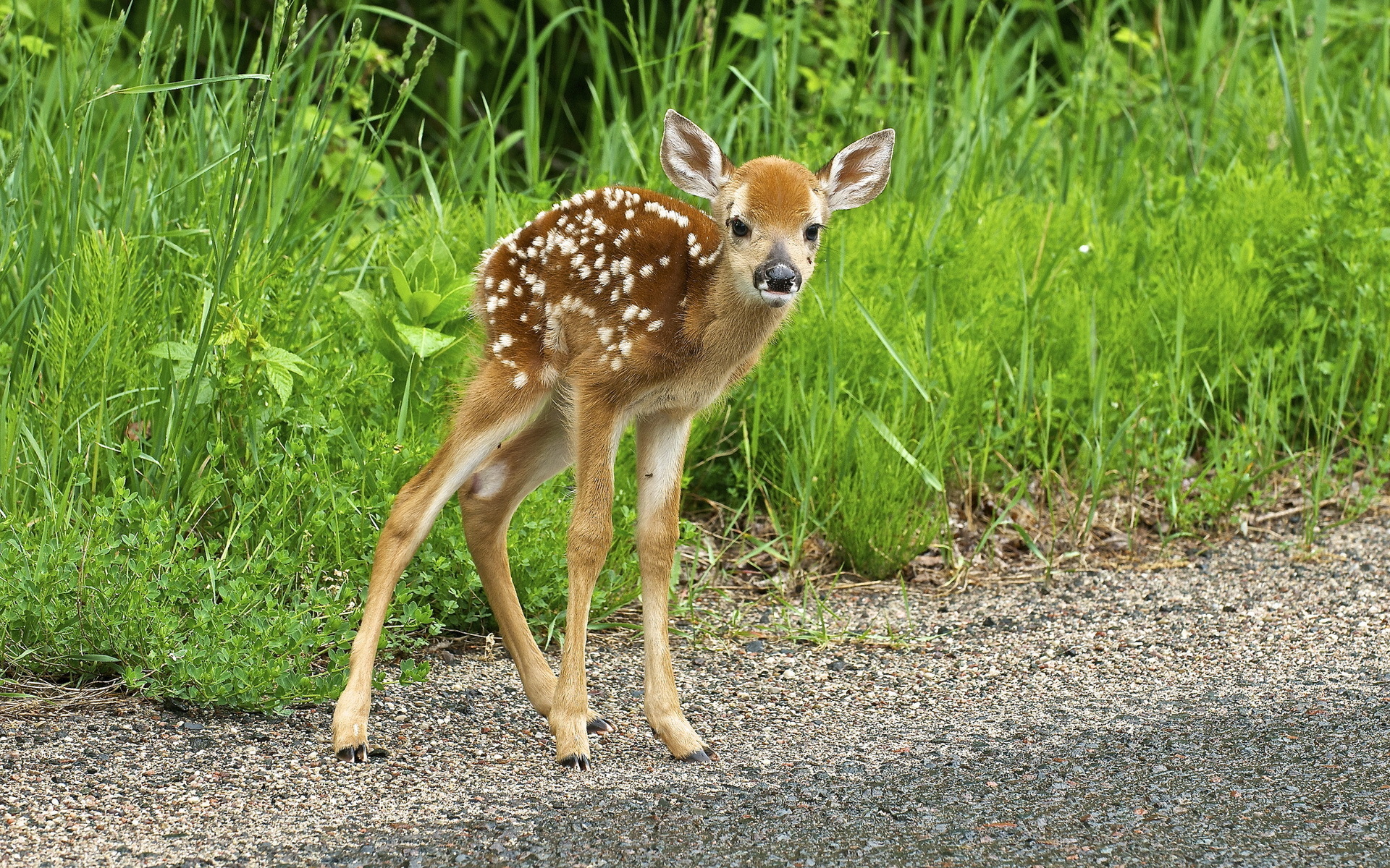 deer, Nature, Summer, Baby, Cute Wallpaper