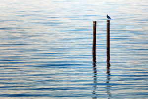 lake, Bird, Mood, Bokeh, Reflection, Water