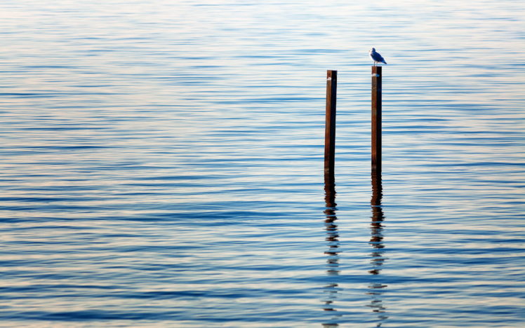 lake, Bird, Mood, Bokeh, Reflection, Water HD Wallpaper Desktop Background