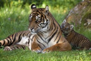 tigers, Tiger, Baby, Family, Grass, Cats
