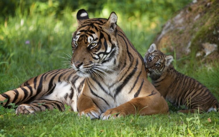 tigers, Tiger, Baby, Family, Grass, Cats HD Wallpaper Desktop Background