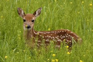 deer, Grass, Animal