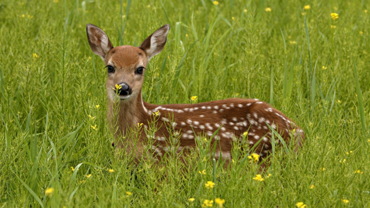 deer, Grass, Animal HD Wallpaper Desktop Background