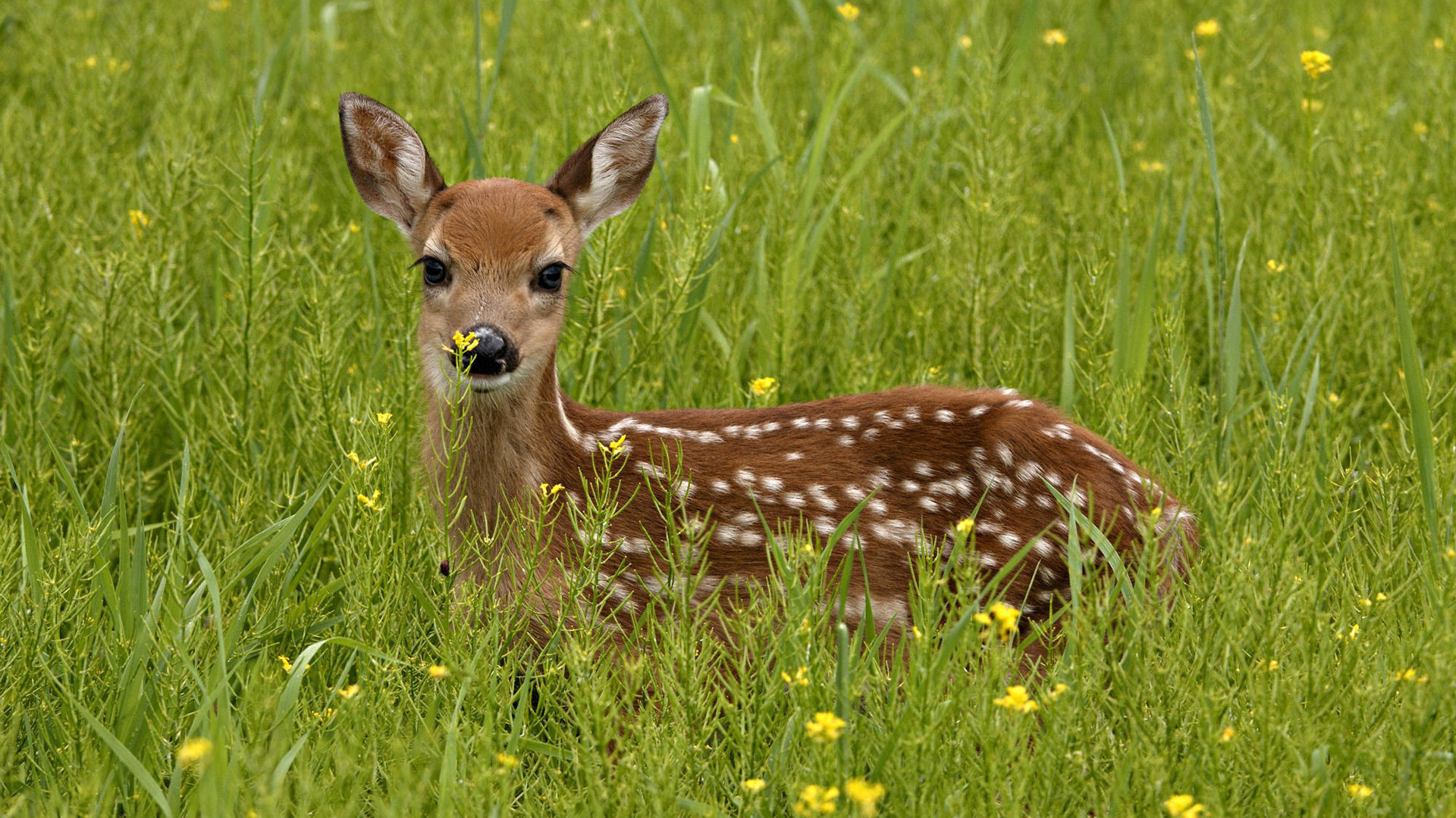 deer, Grass, Animal Wallpaper
