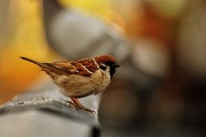 birds, Sparrow, Blurred