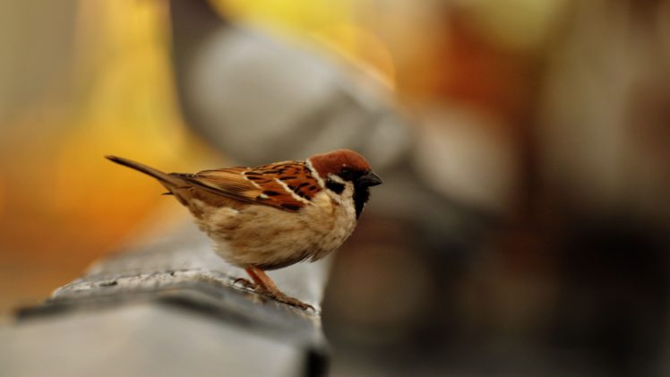 birds, Sparrow, Blurred HD Wallpaper Desktop Background