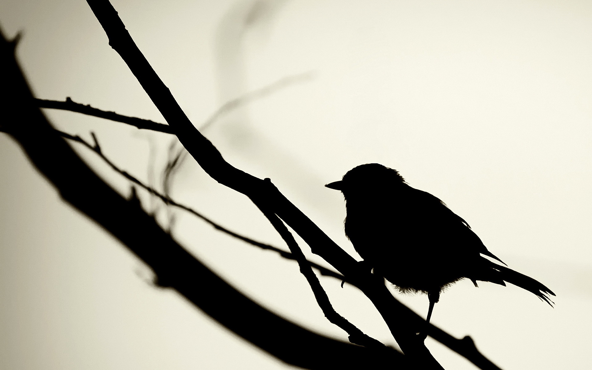 sparrow, On, The, Branch Wallpaper
