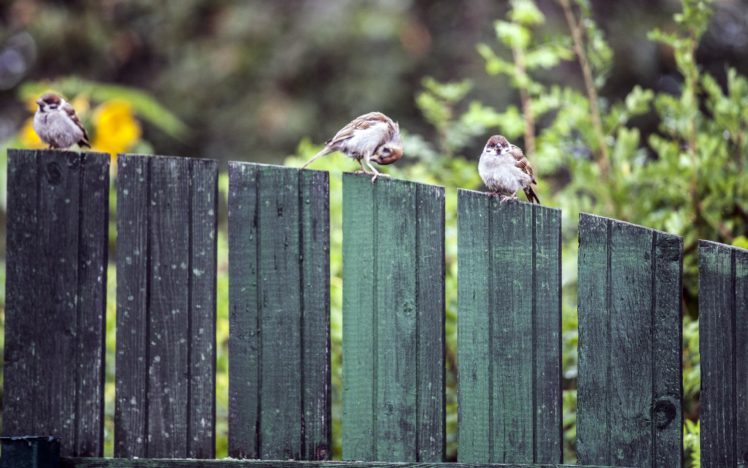 sparrows, Fence, Bird, Gd HD Wallpaper Desktop Background