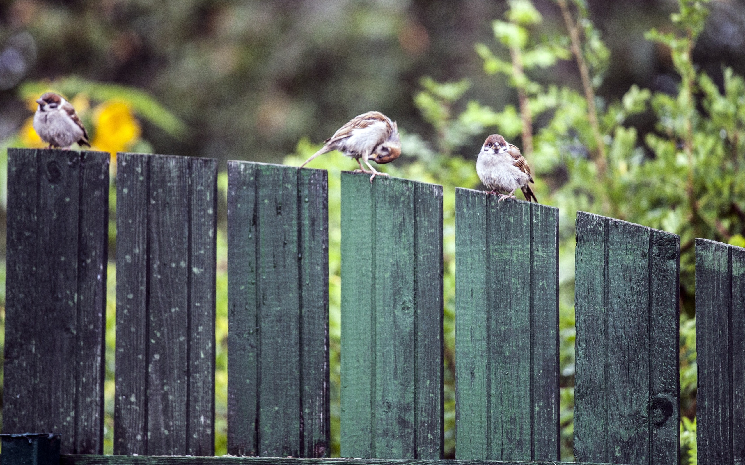 sparrows, Fence, Bird, Gd Wallpaper