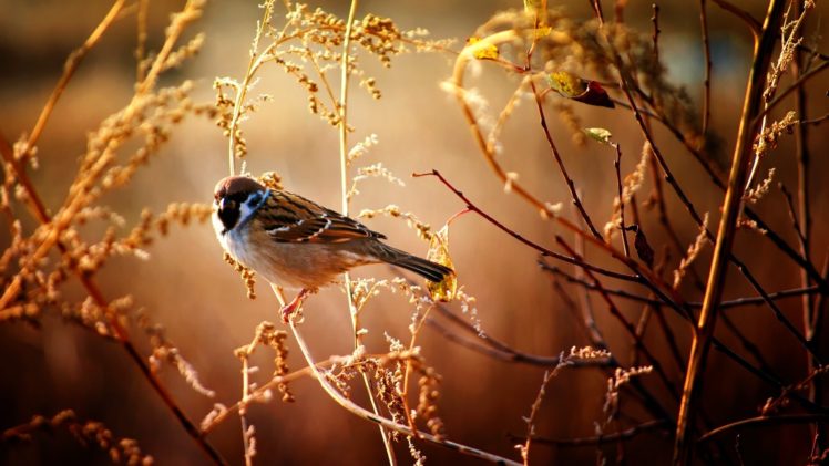 bird, Sparrow, Branch HD Wallpaper Desktop Background