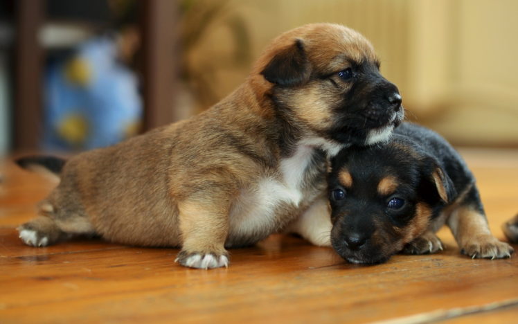 dogs, Puppy HD Wallpaper Desktop Background