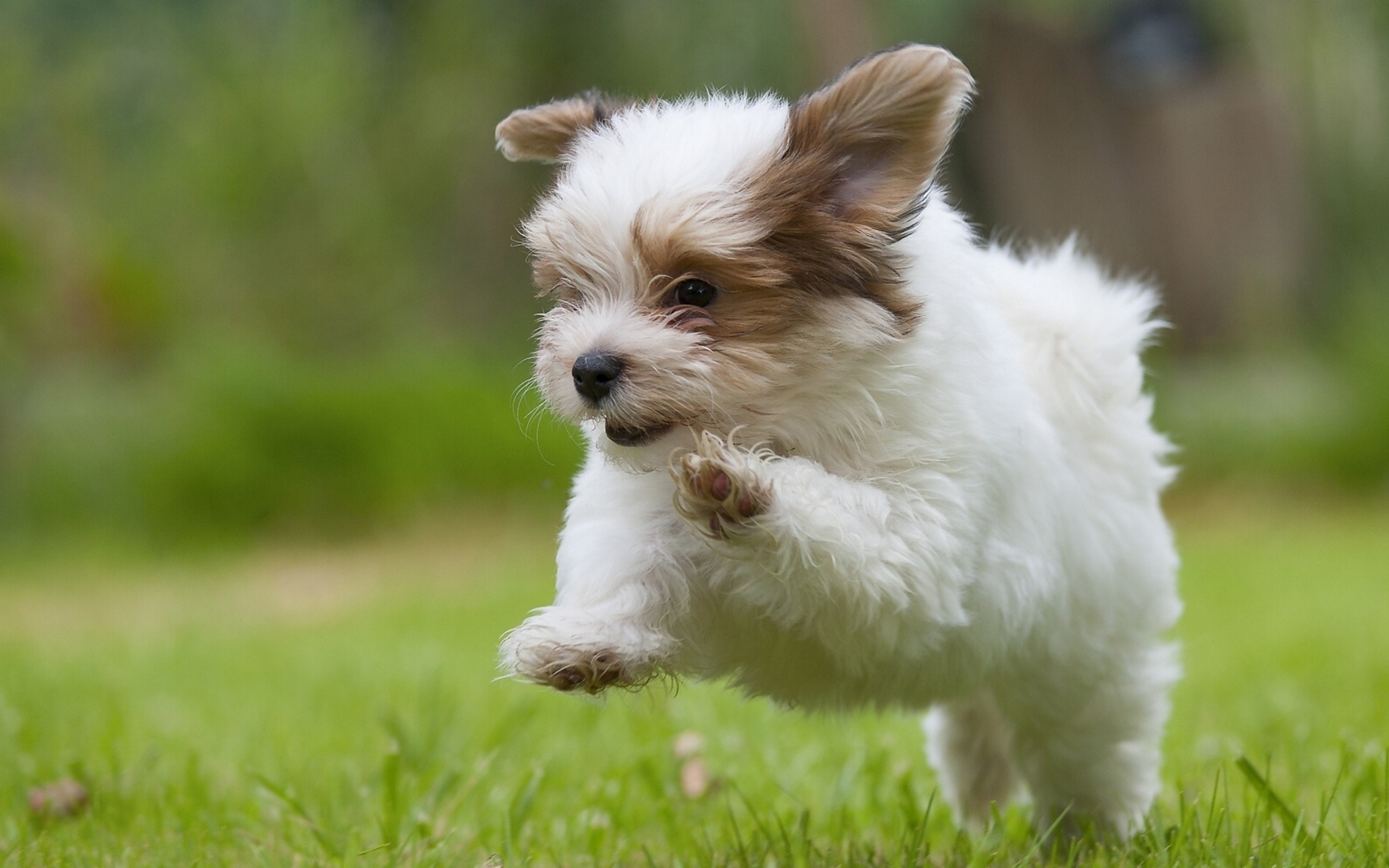 havana, Bichon, Puppy, Humor, Dog, G Wallpaper