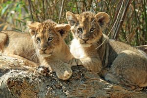 lion, Cubs, Kittens, Cub