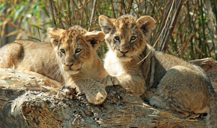 lion, Cubs, Kittens, Cub HD Wallpaper Desktop Background