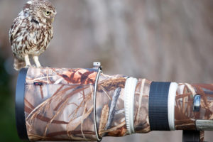 owl, Bird, Camouflage, Camera, Dslr