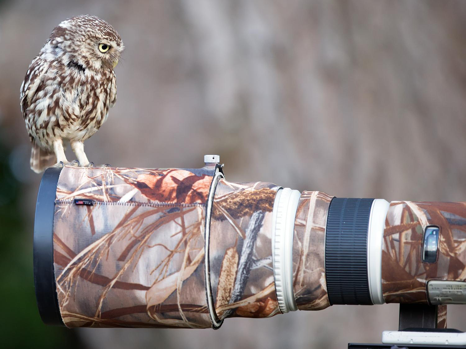 owl, Bird, Camouflage, Camera, Dslr Wallpaper
