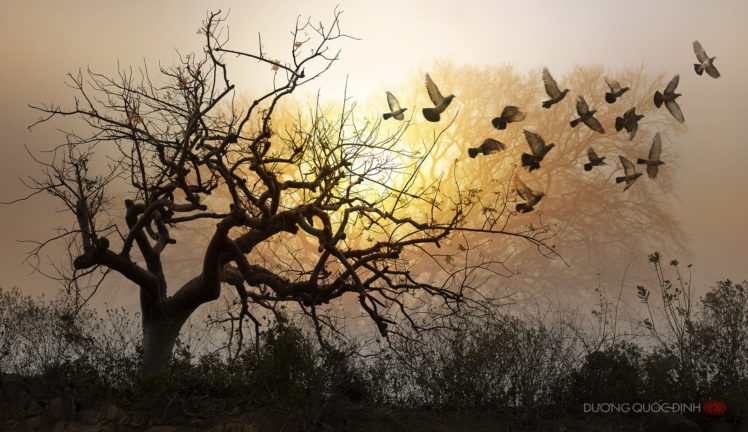 sunset, Tree, Pigeons, Mood, Bokeh HD Wallpaper Desktop Background
