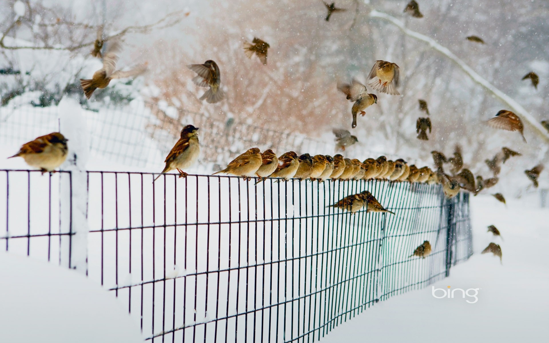 snow, Birds, Bird, Winter Wallpaper