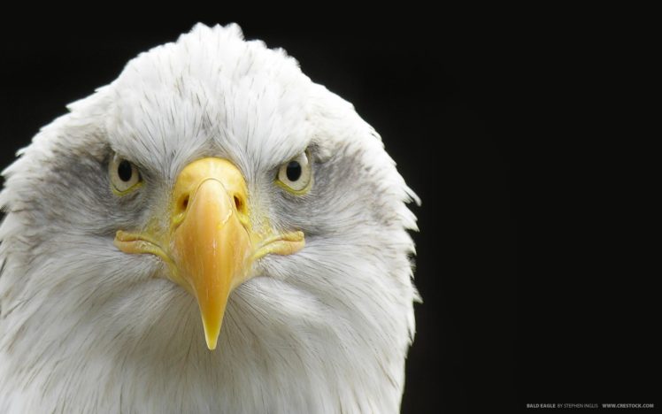 birds, Eagles, Bald, Eagles HD Wallpaper Desktop Background