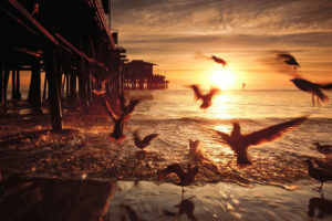 seagullsbirds, Pier, Sunset, Ocean, Beach, Shore