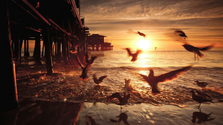 seagullsbirds, Pier, Sunset, Ocean, Beach, Shore HD Wallpaper Desktop Background