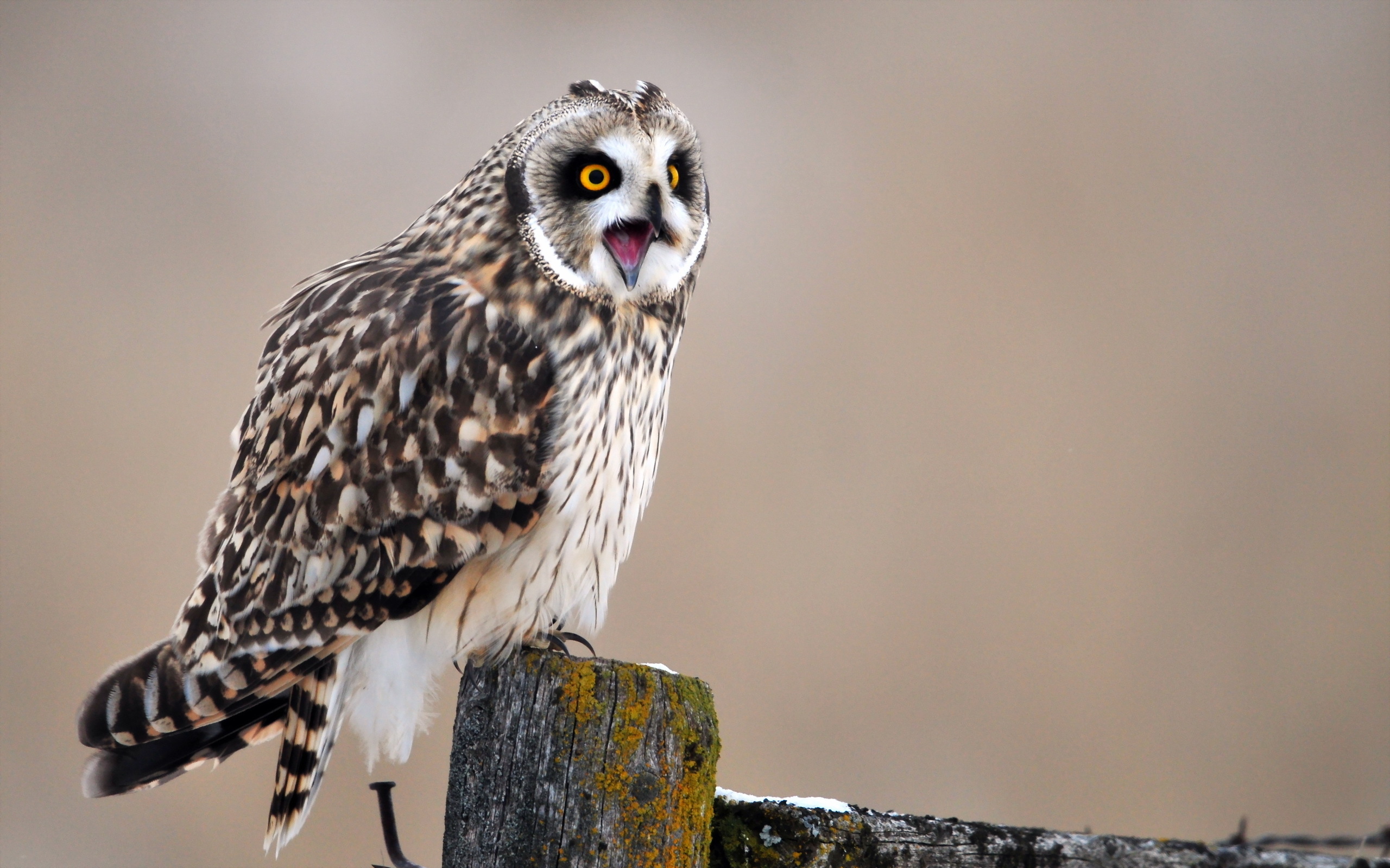 bird, Owl, Background Wallpaper