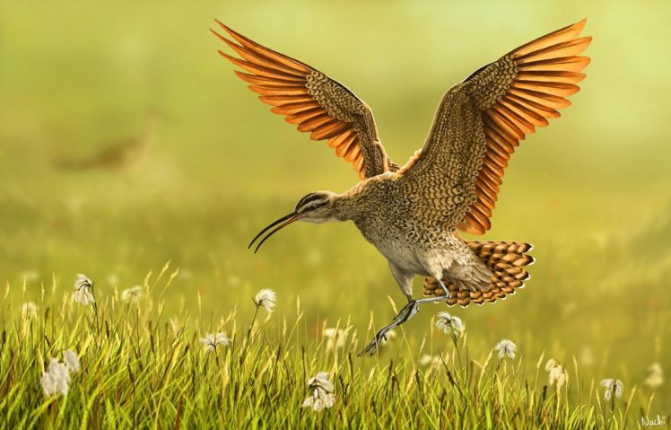art, Bird, Grass, Wings, Nature HD Wallpaper Desktop Background