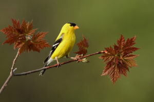 bird, Yellow, Branch, Leaf