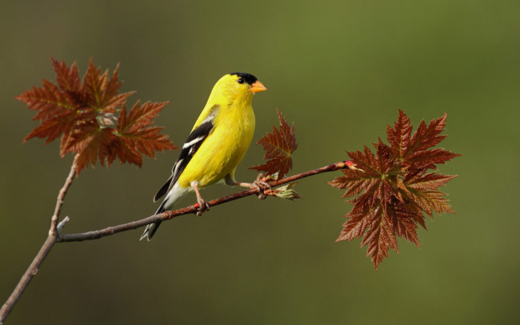 bird, Yellow, Branch, Leaf HD Wallpaper Desktop Background