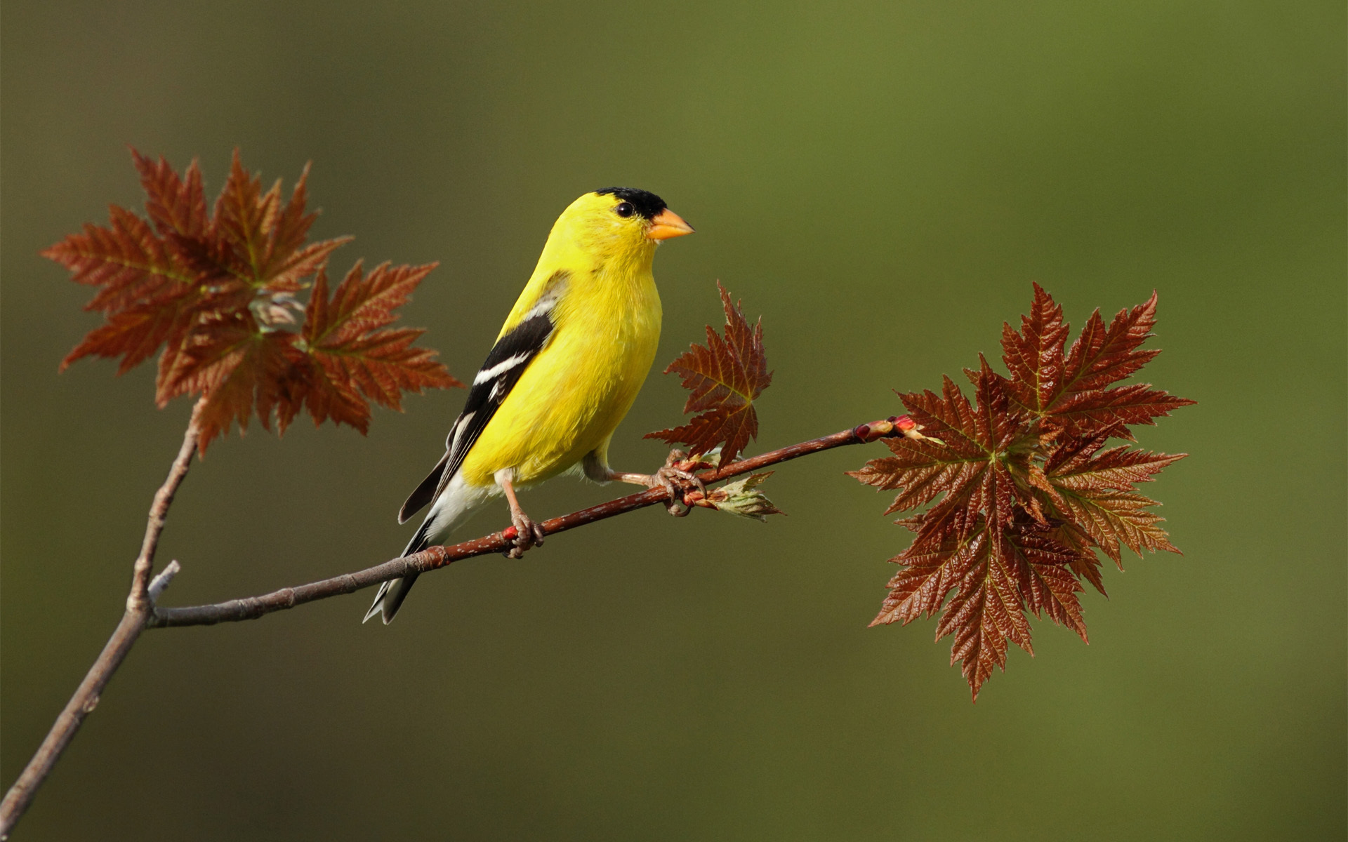 bird, Yellow, Branch, Leaf Wallpaper