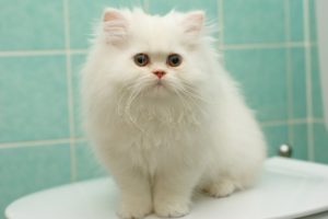 kitten, White, Fluffy, Persian, Cat, Cats, Kittens