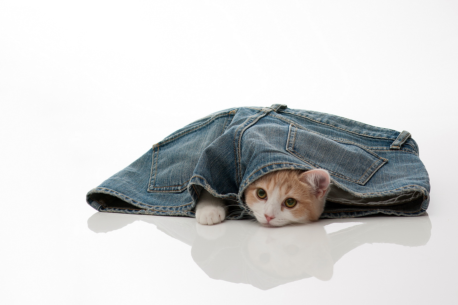 cats, Jeans, Shorts, Animals, Cat, Kitten, Kittens, Cat Wallpaper