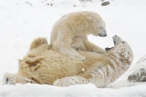 polar, Bears, Snow, Winter, Games, Bear