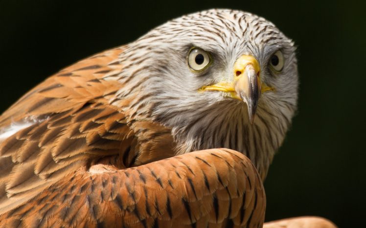 bird, Predator, Eyes, Feathers, Hawk HD Wallpaper Desktop Background