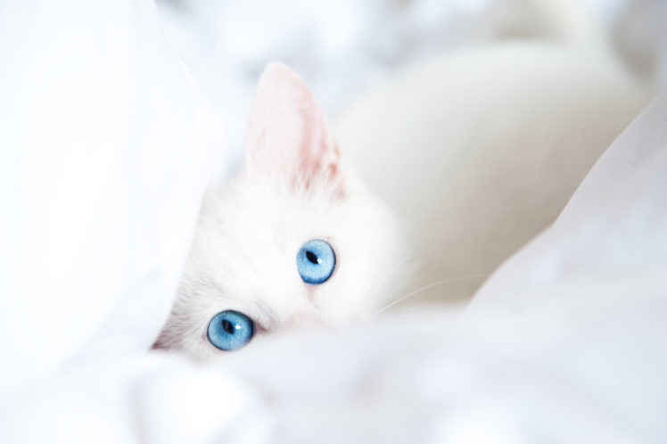 cats, Eyes, Glance, White, Animals, Kitten, Kittens, Baby HD Wallpaper Desktop Background