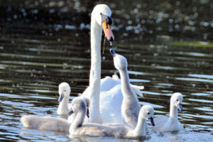 swans, Chicks, Motherhood, Water