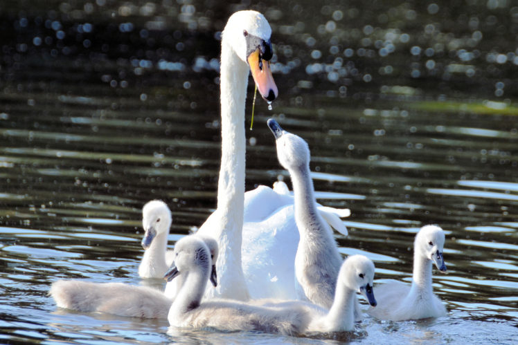 swans, Chicks, Motherhood, Water HD Wallpaper Desktop Background