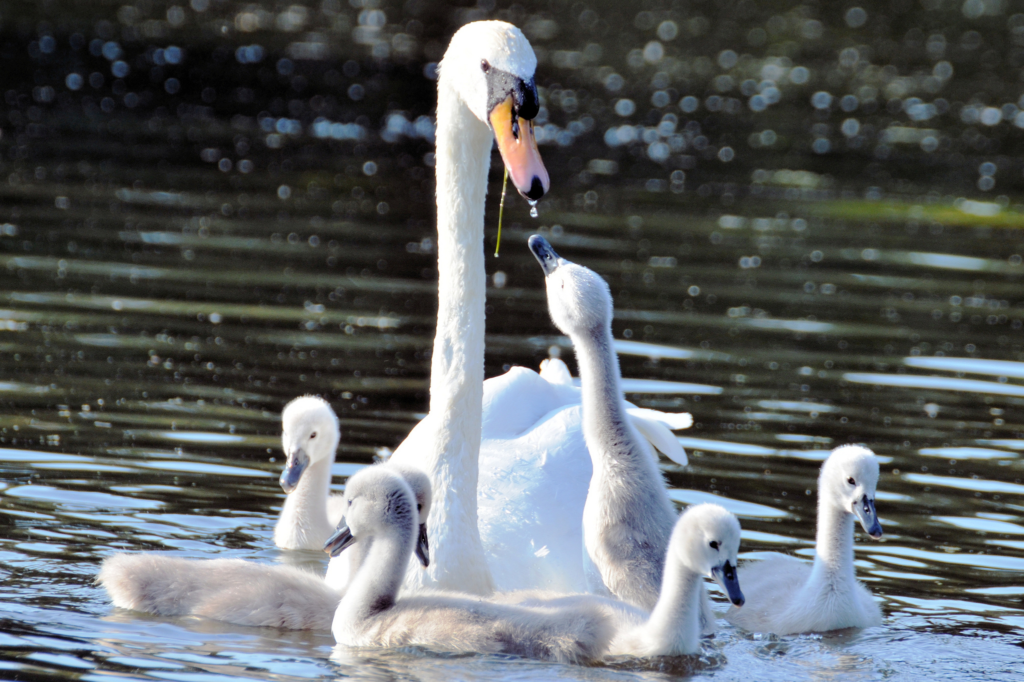 swans, Chicks, Motherhood, Water Wallpaper