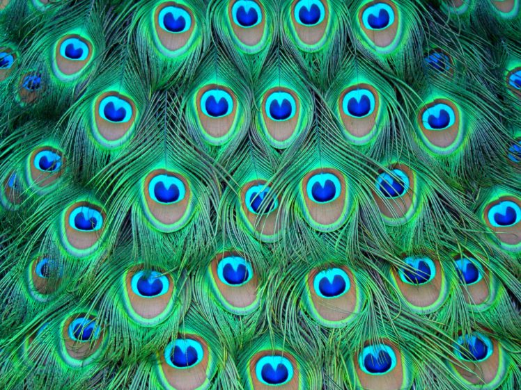 feathers, Peacock, Color HD Wallpaper Desktop Background