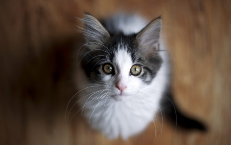 cats, Glance, Animals, Cat, Kittens, Kitten HD Wallpaper Desktop Background