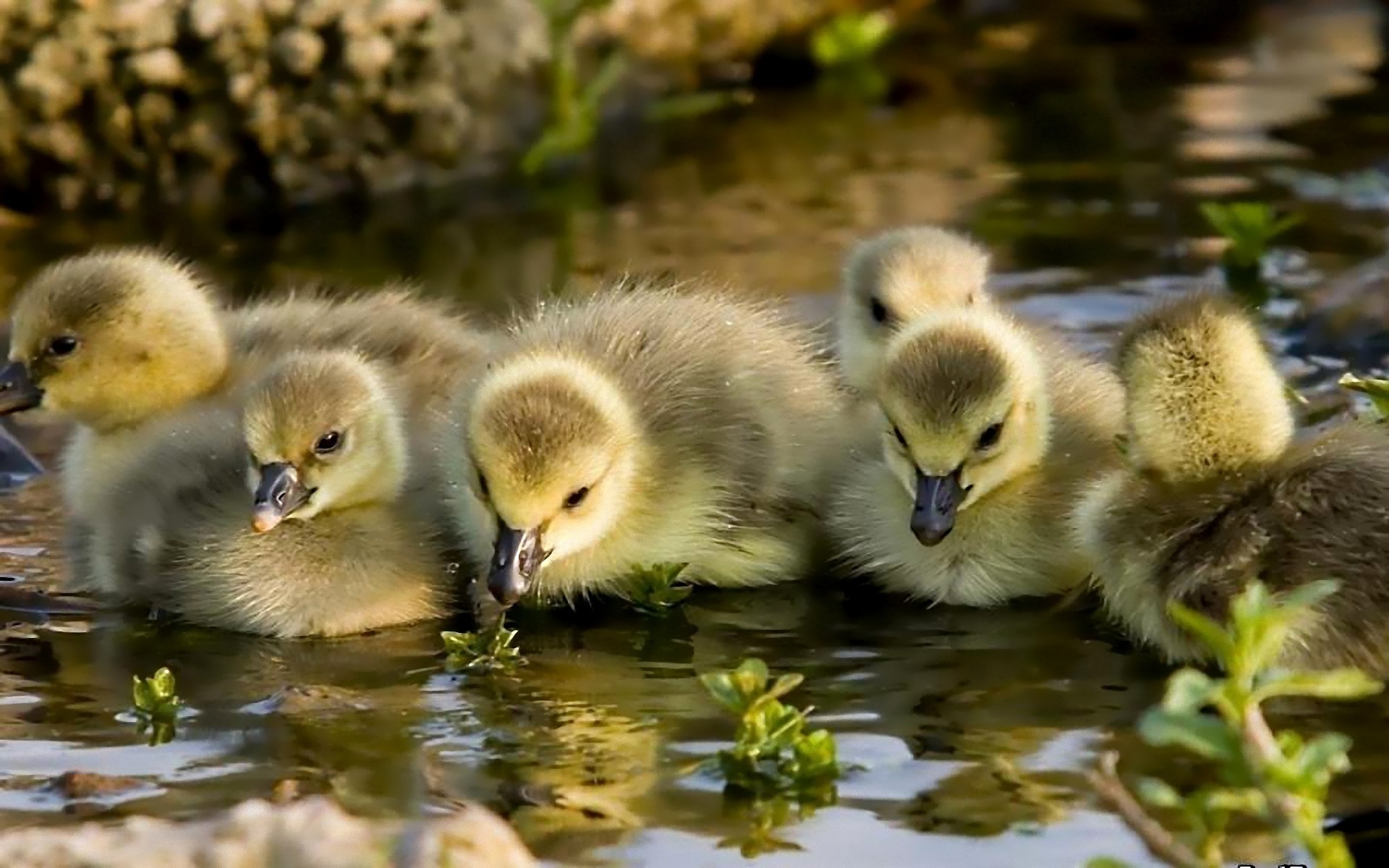 goslings, Kids, Water, Chicks, Baby, Cute, Geese Wallpaper