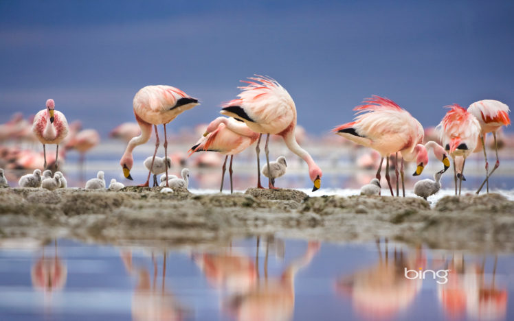 flamingo HD Wallpaper Desktop Background