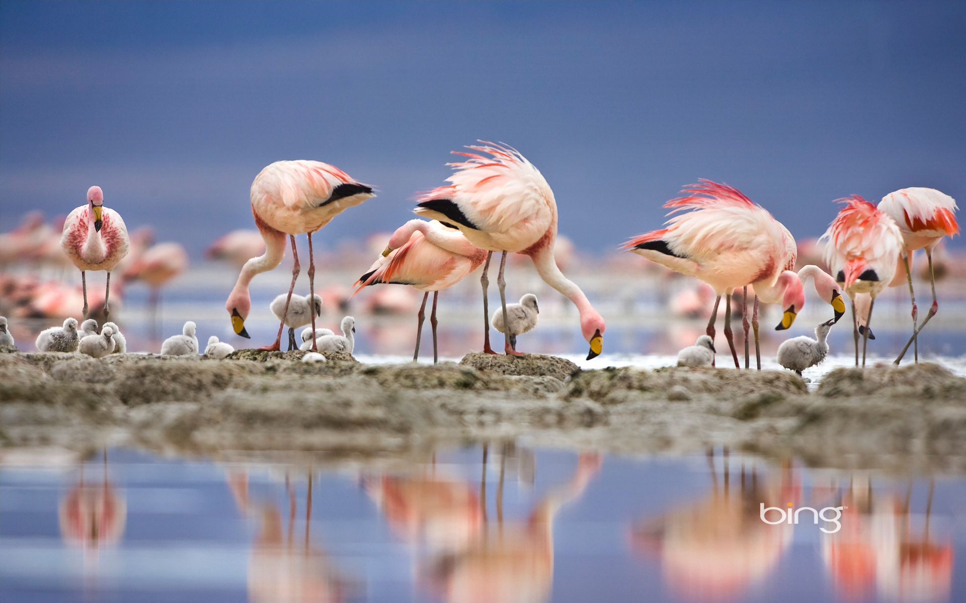flamingo Wallpaper