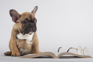 book, Dog, Glasses