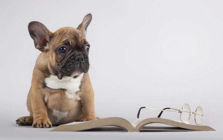 book, Dog, Glasses HD Wallpaper Desktop Background