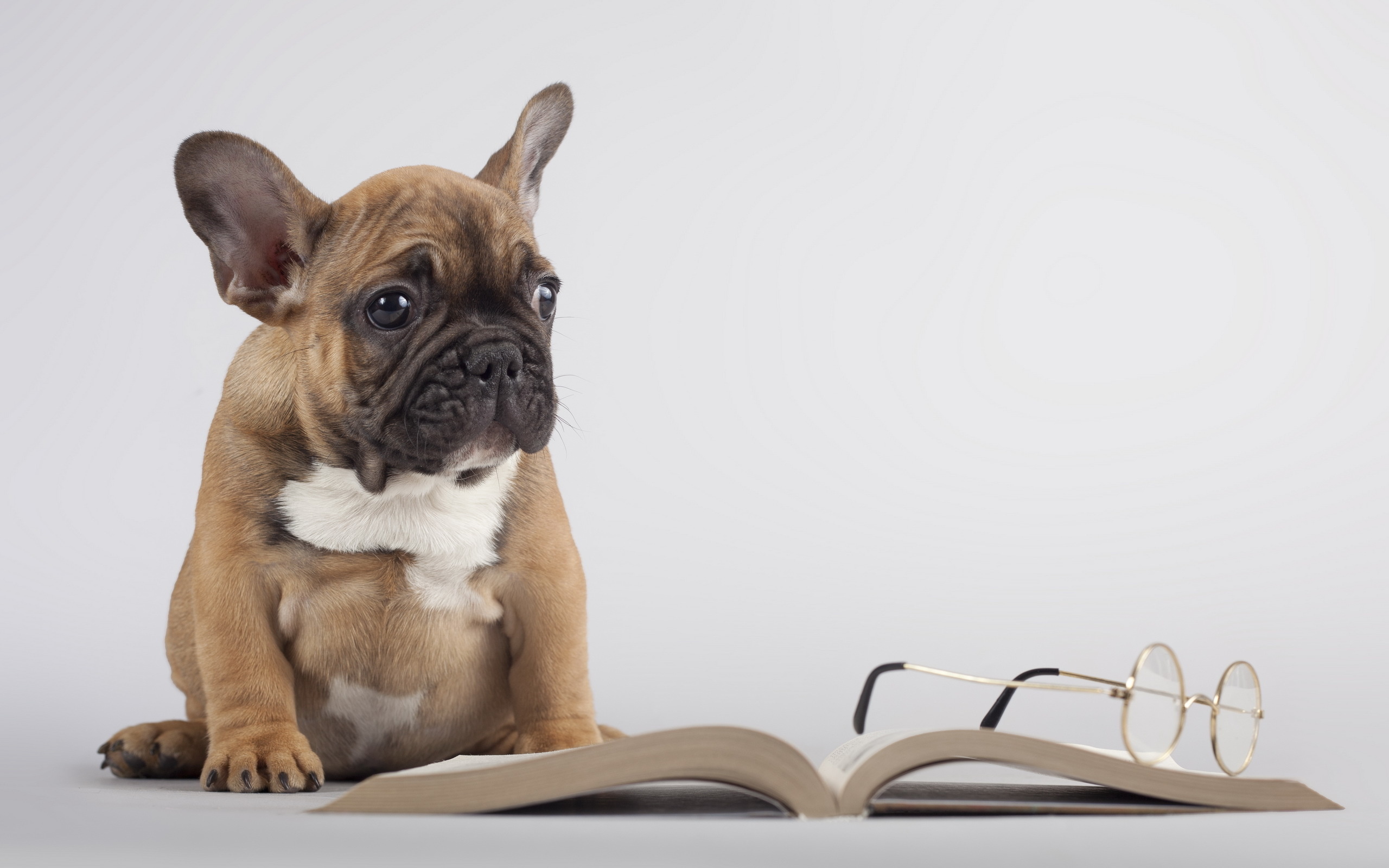 book, Dog, Glasses Wallpaper