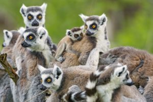 lemurs, Little, Family, Baby