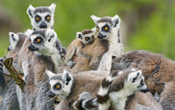 lemurs, Little, Family, Baby HD Wallpaper Desktop Background