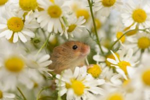 mouse, Baby, Daisy, Flowers